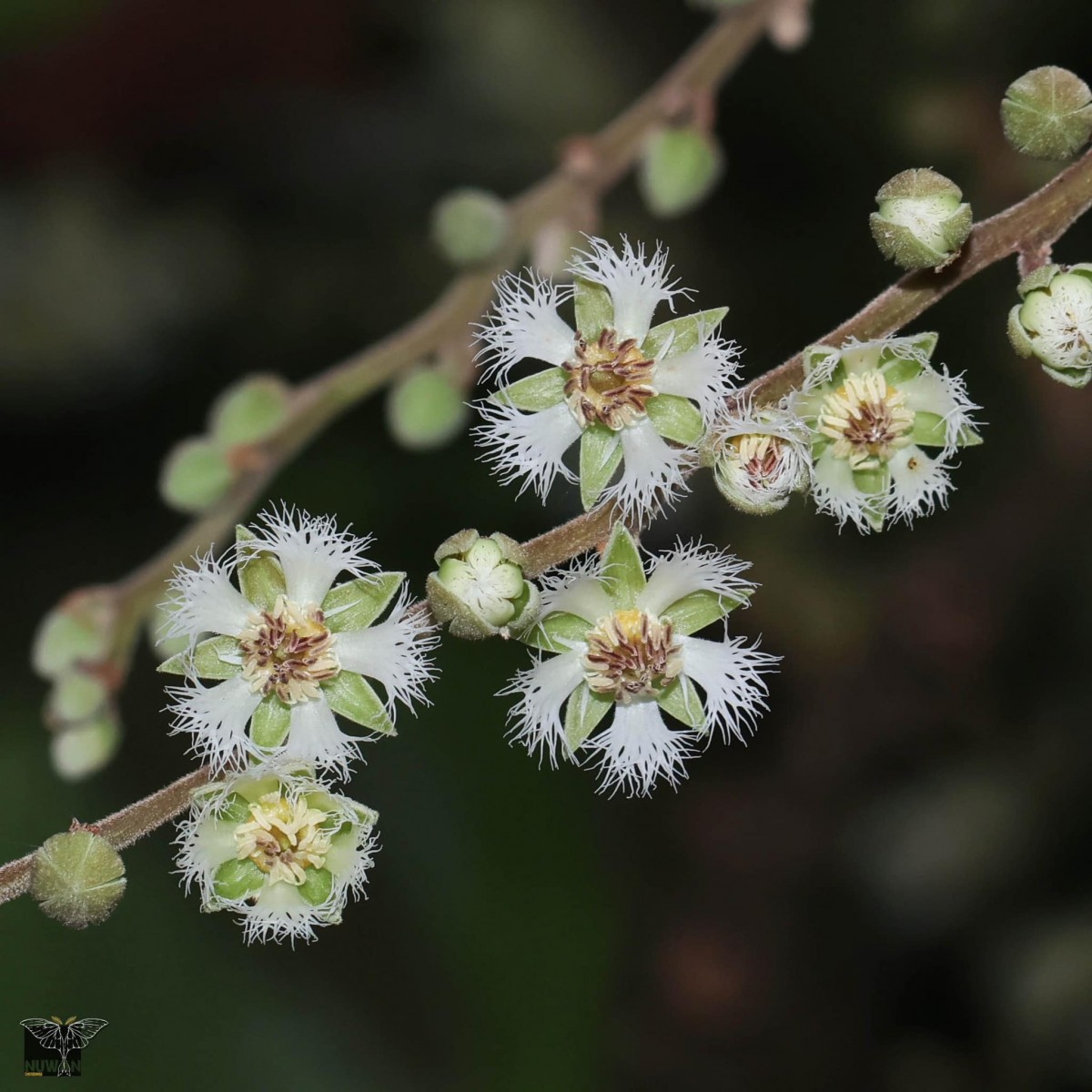 Elaeocarpus subvillosus Arn.